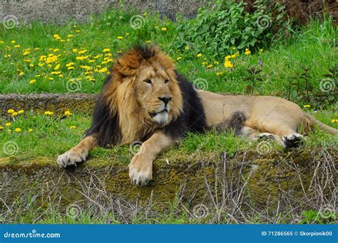 Asiatic Lion (Panthera Leo Persica ) - Threatened Species Stock Image ...