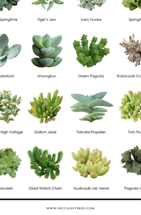 the different types of succulents are shown in this poster, which is ...