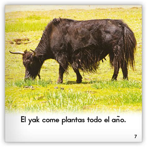 El yak - Zoozoo Mundo Animal - Hameray Publishing