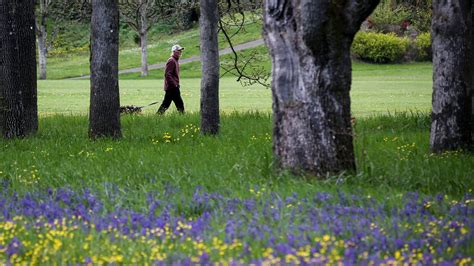 Camas bloom colors Bush's Pasture Park in purple hues