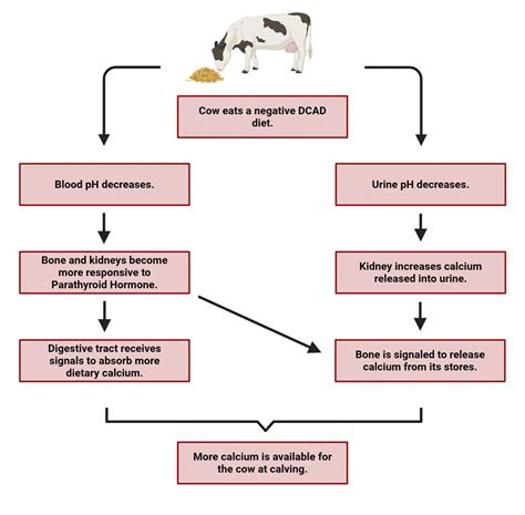 Understanding DCAD and Milk Fever in Dairy Cattle | Saad Jameel posted on the topic | LinkedIn - milk in fever