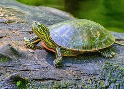 Image result for Cute Real Turtles