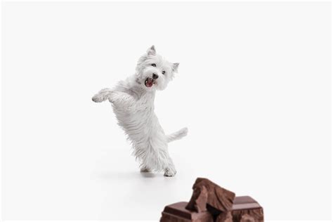 Why Cant Dogs Eat Chocolate