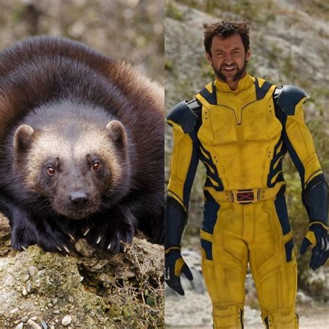 Wolverine: como um animal inspirou a criação do herói