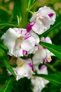 Splorias Balsam,Dopati Seed Price in India - Buy Splorias Balsam,Dopati ...