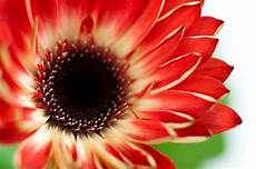 significato dei fiori gerbera gerbera gerbera jamesonii piante annuali la bellezza significato dei fiori gerbera gerbera gerbera jamesonii piante annuali la bellezza