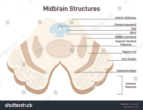 Cerebral Peduncle Human Brain