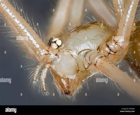 Granddaddy Long Legs Clusters