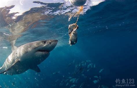 游客与“海洋杀手”大白鲨近距亲密接触_钓鱼人必看