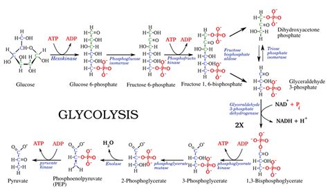 Glycolysis: steps, diagram and enzymes involved - Online Biology Notes