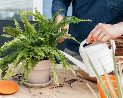 How To Care For A Fern: Moisture, Light, And Soil Secrets