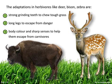 1. Grade 5-Adaptations and Interdependence of Plants and ...
