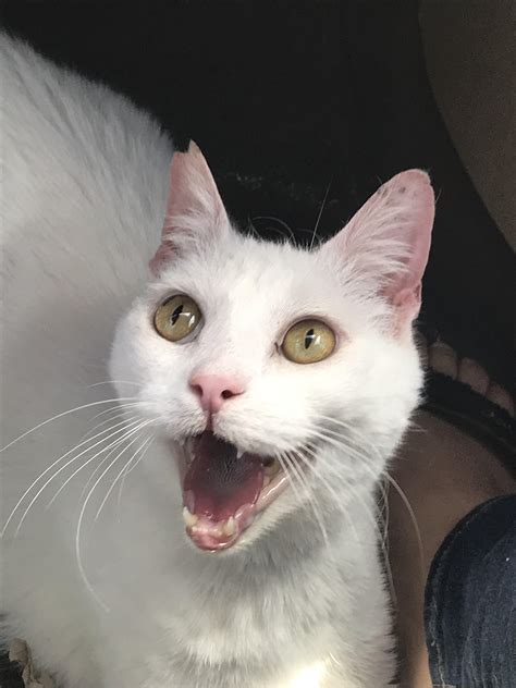 Surprised Face Meme Cat