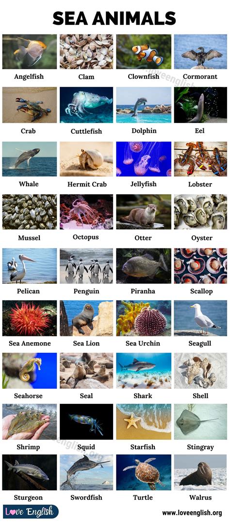 Sea Animals: Names of 37 Animals Live in the Ocean (with Pictures ...