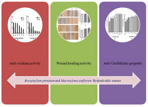 Comparative study of hydroalcoholic extracts of Bryophyllum pinnatum ...