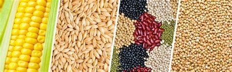 Agriculture Chapter Notes - Social Studies Class 5 ICSE PDF Download