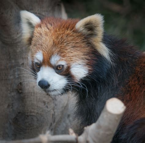 Discover Native Asian Animals: A Complete Guide