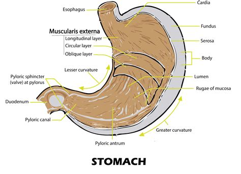 Structure Of Stomach Wall – Stomach: Anatomy, Function, Diagram, Parts Of, Structure – ORIUQM