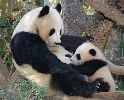 Image result for Panda Example in Python