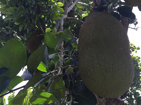 Jackfruit - Buy fresh Jackfruit online from Miami Fruit