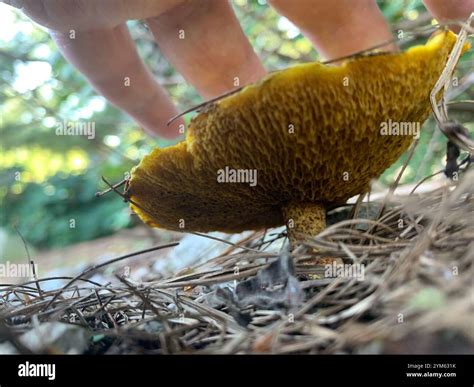 Chicken Fat Mushroom (Suillus americanus Stock Photo - Alamy
