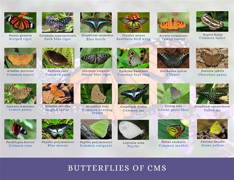 Butterfly Species Names Blue Butterfly Facts, Types & Species