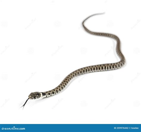 Natrix Natrix Natrix, Serpiente De Hierba Aislada En Blanco Foto de ...