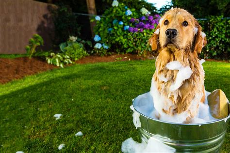 How to Bathe a Dog Outside | Wag!