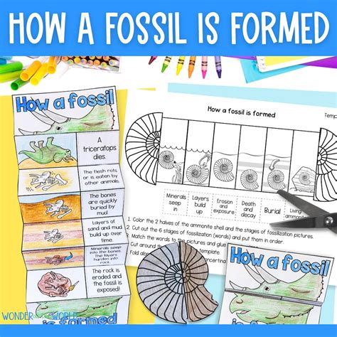 How a Fossil is Formed Foldable Sequencing Activity PDF for Dinosaur and Ammonite Fossils Kids ...