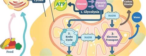 Energy Molecule 的图像结果