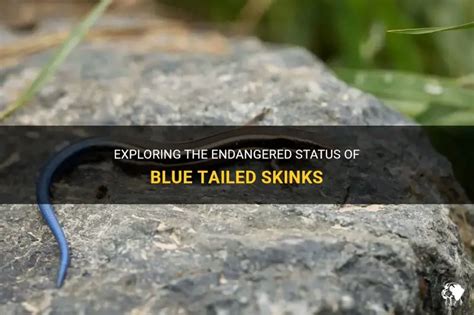 Exploring The Endangered Status Of Blue Tailed Skinks | PetShun