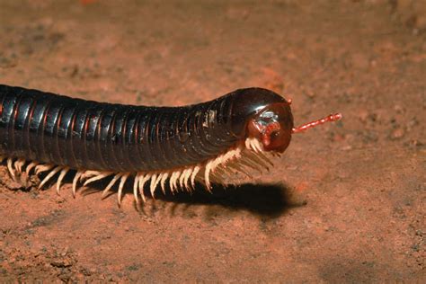 Discover the 5 Largest Animals in Oklahoma, and Where You’ll Find Them - A-Z Animals