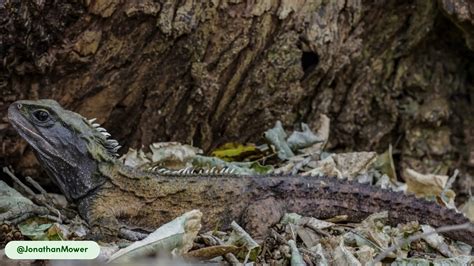 Tuatara (Sphenodon punctatus) | Unique Third Eye, Habitat and Facts