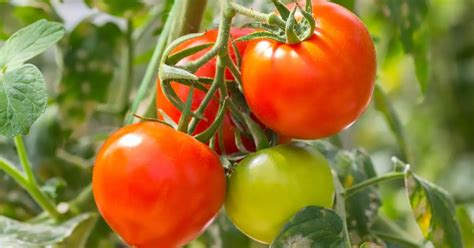 NPK consortia for Tomato | NPK MASS CONSORTIA FOR TOMATO