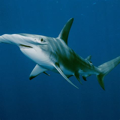 Record Hammerhead Shark