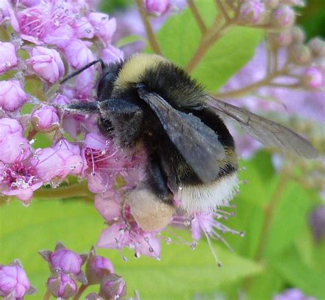 Dramatic Decline Found In Western Bumble Bee Populations | Montana ...