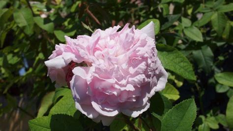Rose Jacques Cartier, French Riviera. Stock Photo - Image of flower ...