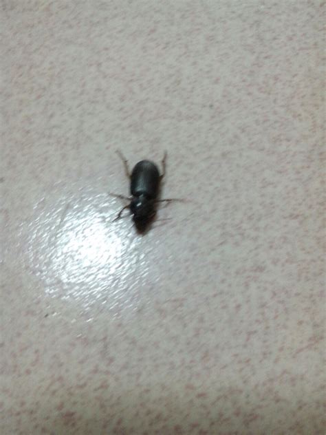 最近家里有许多黑色的虫子 类似于蟑螂 但不是蟑螂 和蟑螂体积一边大 到底怎么半啊？_百度知道