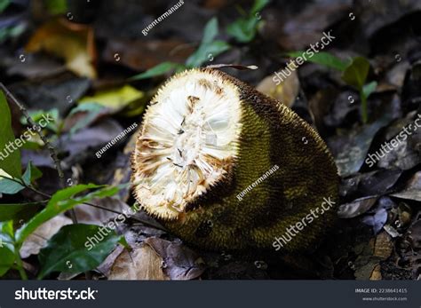Jackfruit Artocarpus Heterophyllus Species Tree Artocarpus Stock Photo 2238641415 | Shutterstock