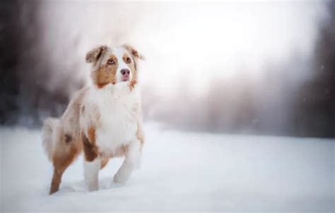 Wallpaper winter, snow, dog, bokeh, Australian shepherd, Aussie for ...