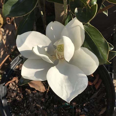 'LITTLE GEM' MAGNOLIA 30g-GROWERS OUTLET WILLIS, TEXAS - Growers Outlet ...
