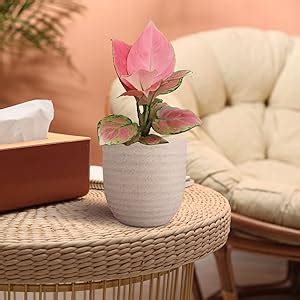 Greenkin Aglaonema Pink Anjamani Live Plant in Eco Pot | Indoor Plants ...