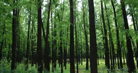 森林碳汇：靠树木的“呼吸”就能挣钱 - 中国绿色碳汇基金会