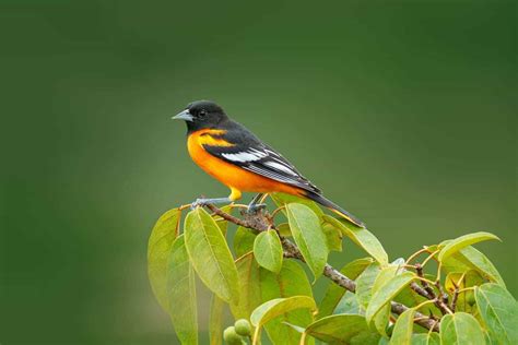 Birds In Arkansas: 26 Must-See Species In A Variety Of Colors