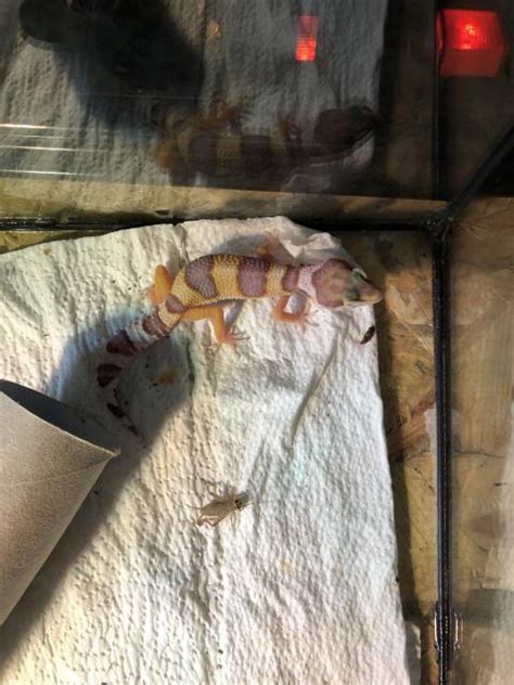 Leopardgeckos Weibchen in Düsseldorf | Tiere | Kleinanzeigen