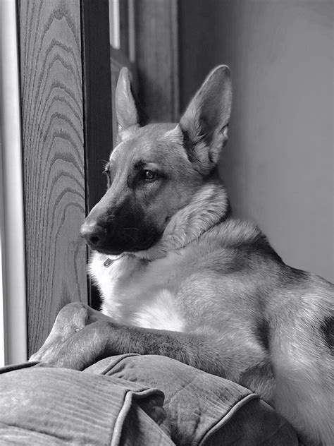 Image result for German Shepard Hanging Out Window Animation