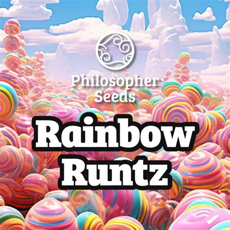 Rainbow Runtz, compact buds full of fat with tropical terpenes