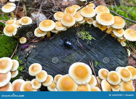 What Is Bright Yellow Fungus On Mulch at Samuel Galan blog