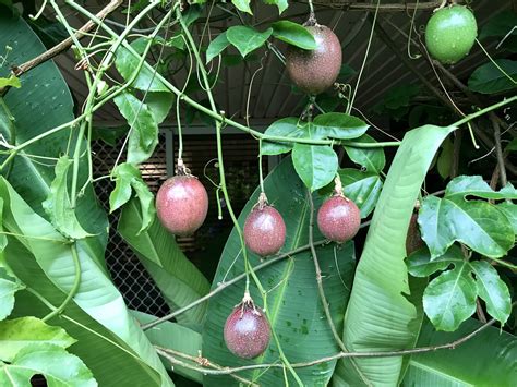 Passion Fruit on Vine - All About - auscrops.com.au