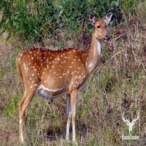 Image result for Scikit Python Zoo Animals Dataset